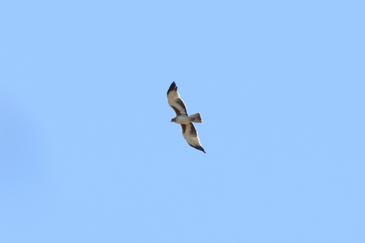 Little Eagle - ML645929246