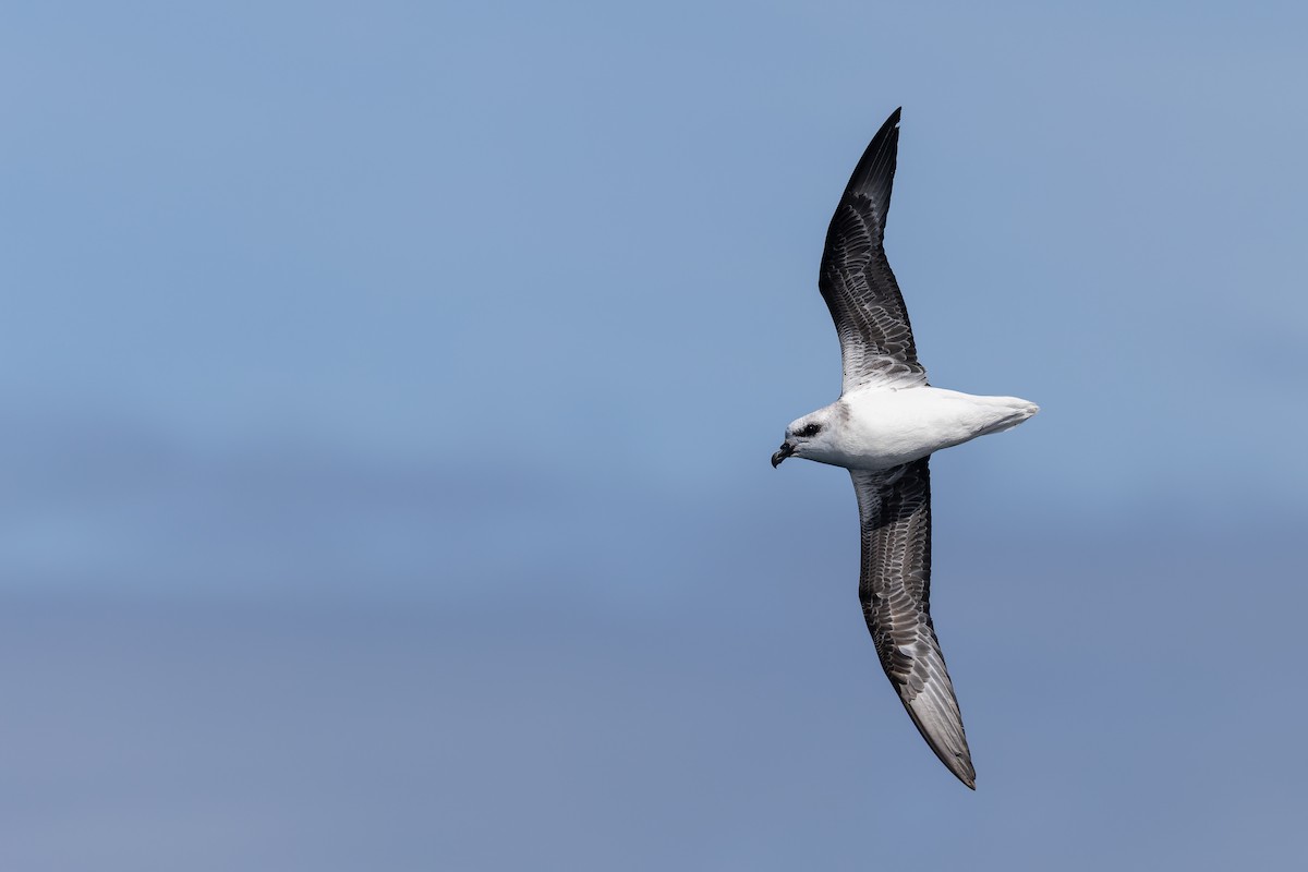 White-headed Petrel - ML645929257