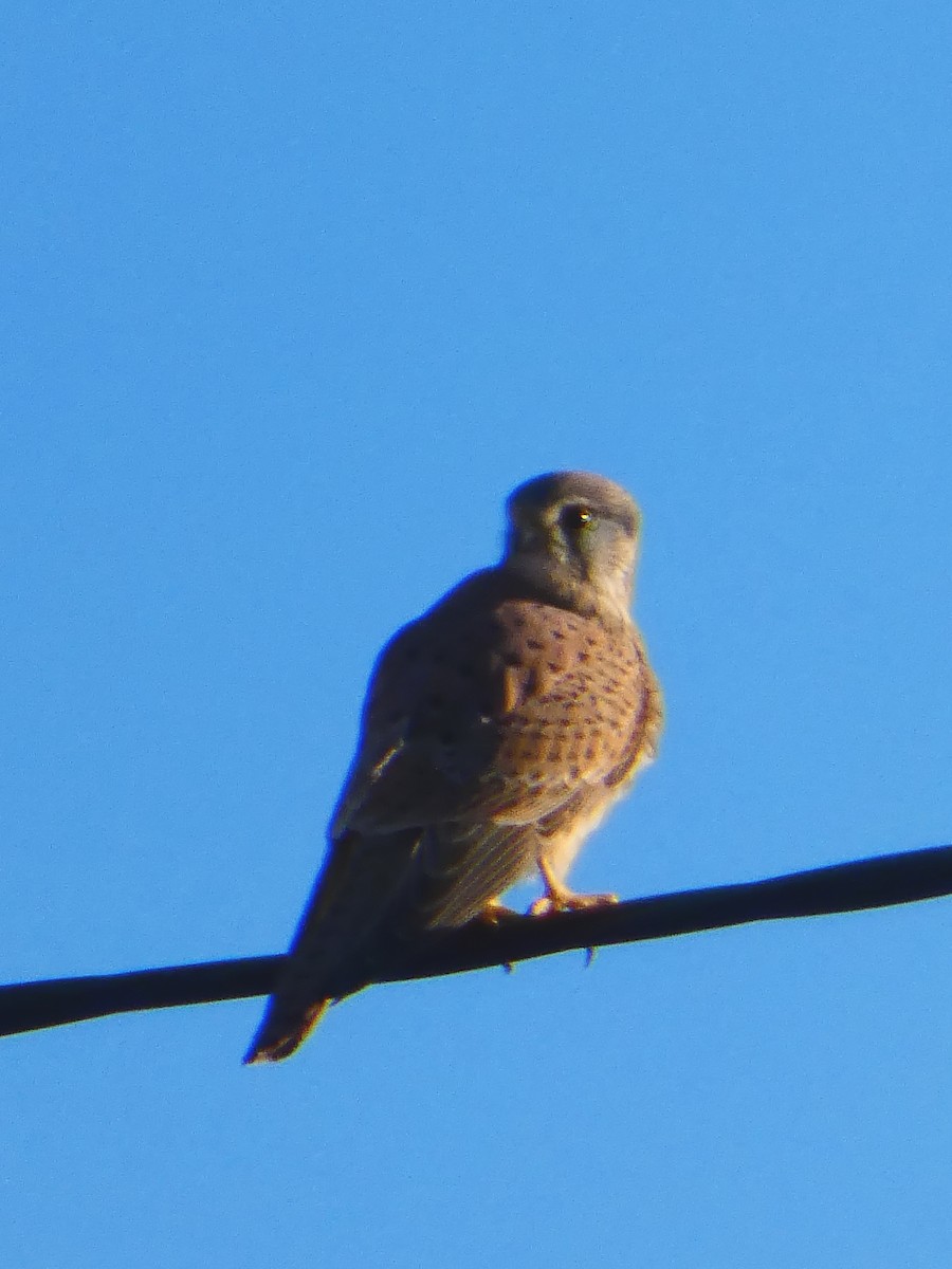 tårnfalk - ML645929260