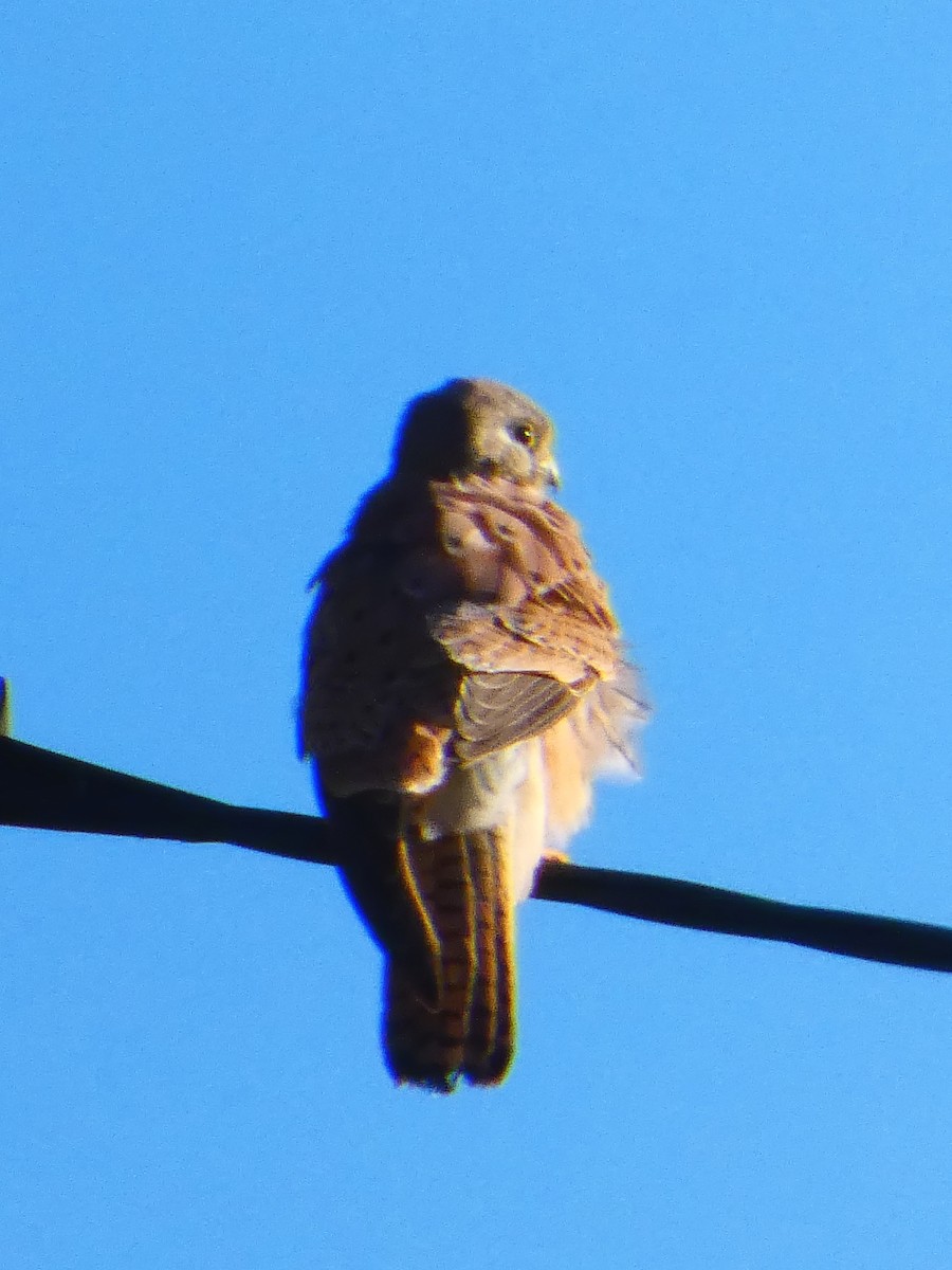 tårnfalk - ML645929261