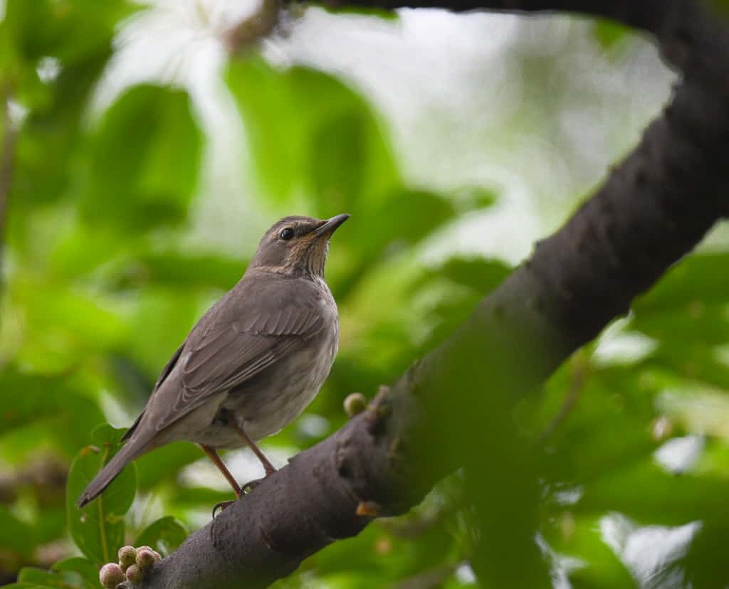 Red-throated Thrush - ML645929265