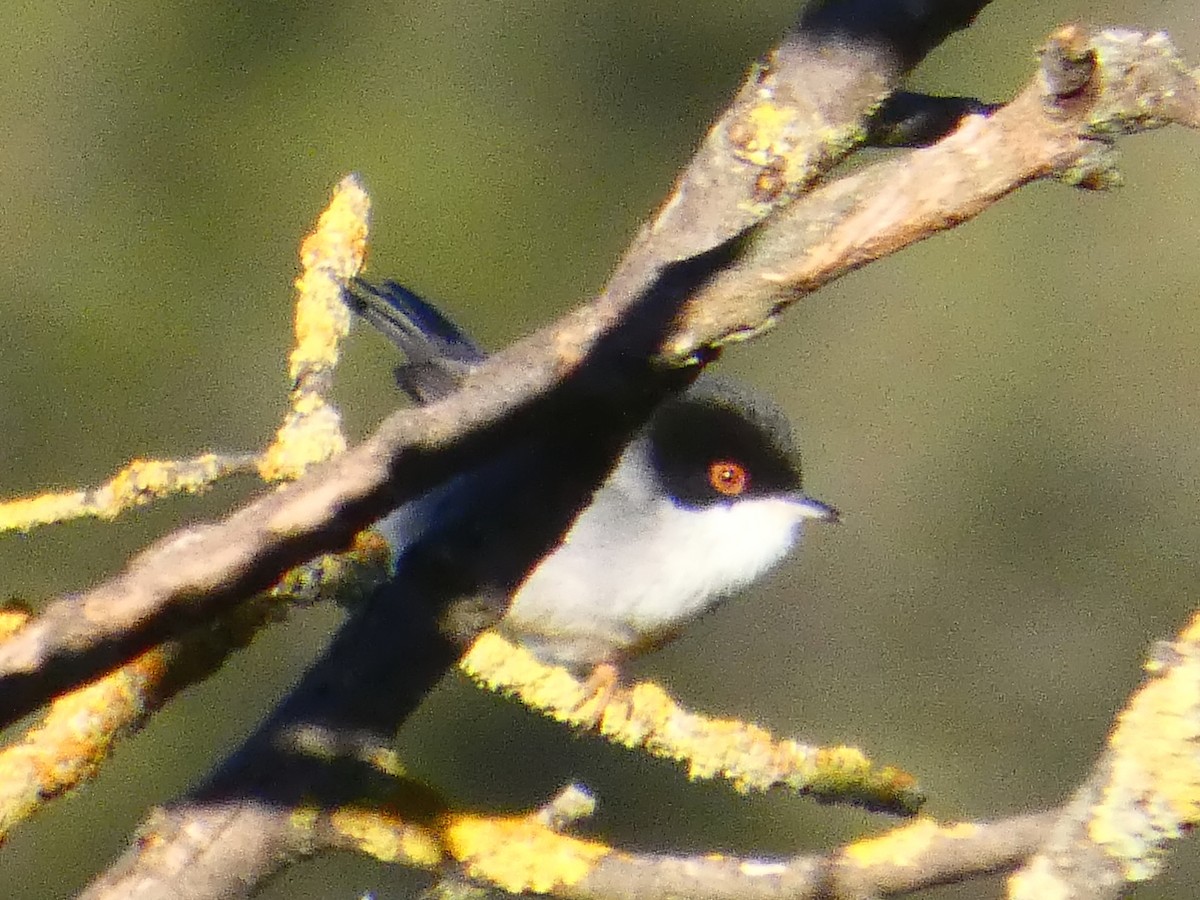 Sardinian Warbler - ML645929266
