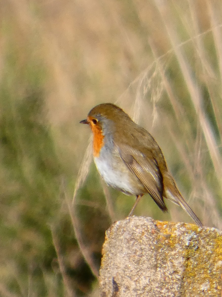 rødstrupe - ML645929268