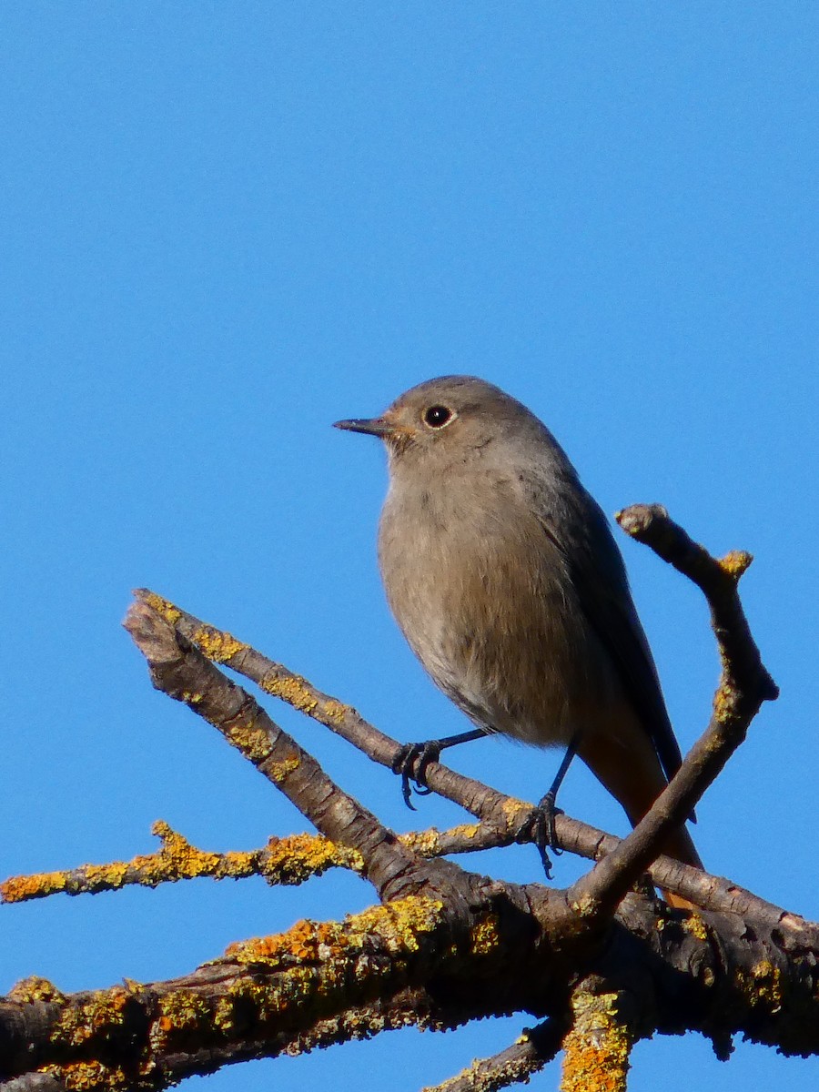 svartrødstjert - ML645929272