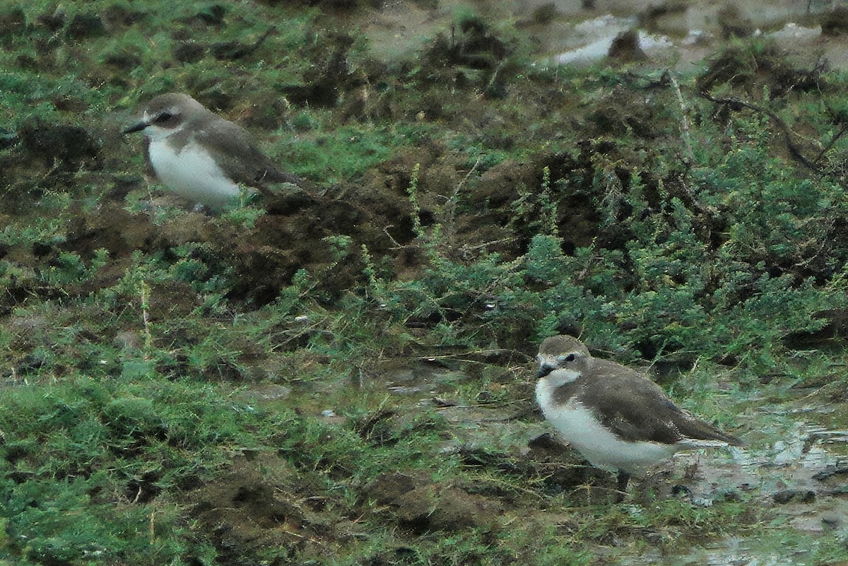 Tibet Cılıbıtı - ML645929275