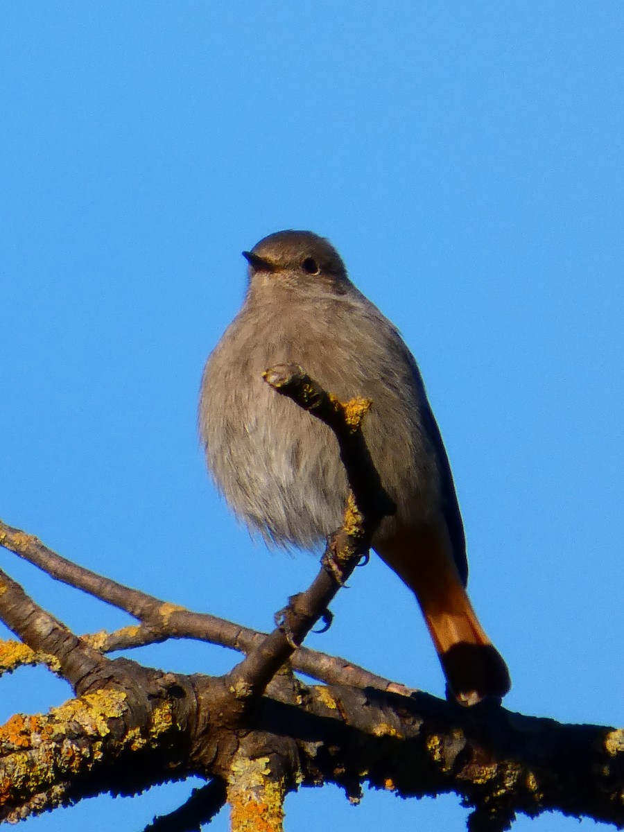 svartrødstjert - ML645929276