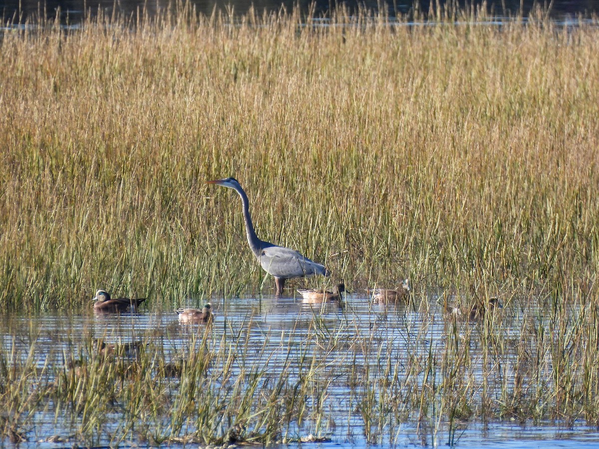 Great Blue Heron - ML645929277