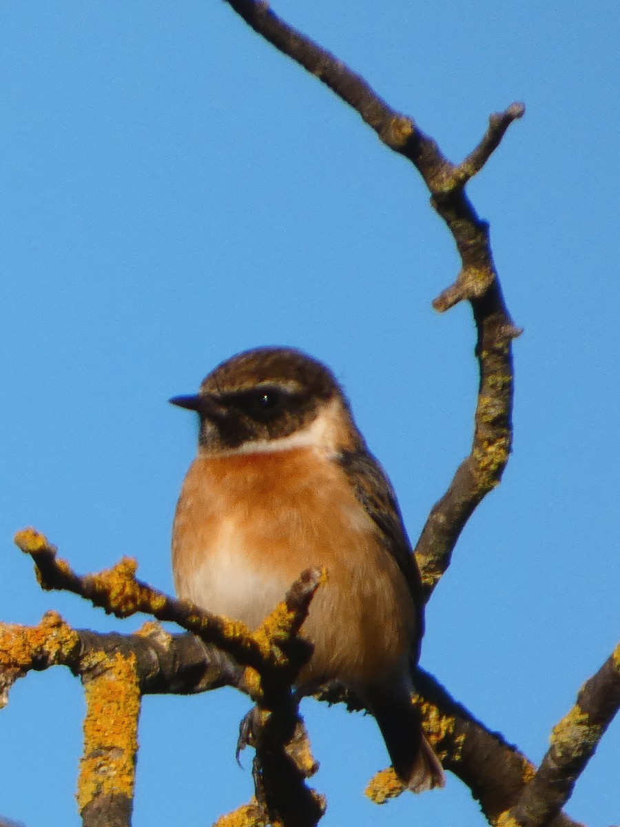 European Stonechat - ML645929280