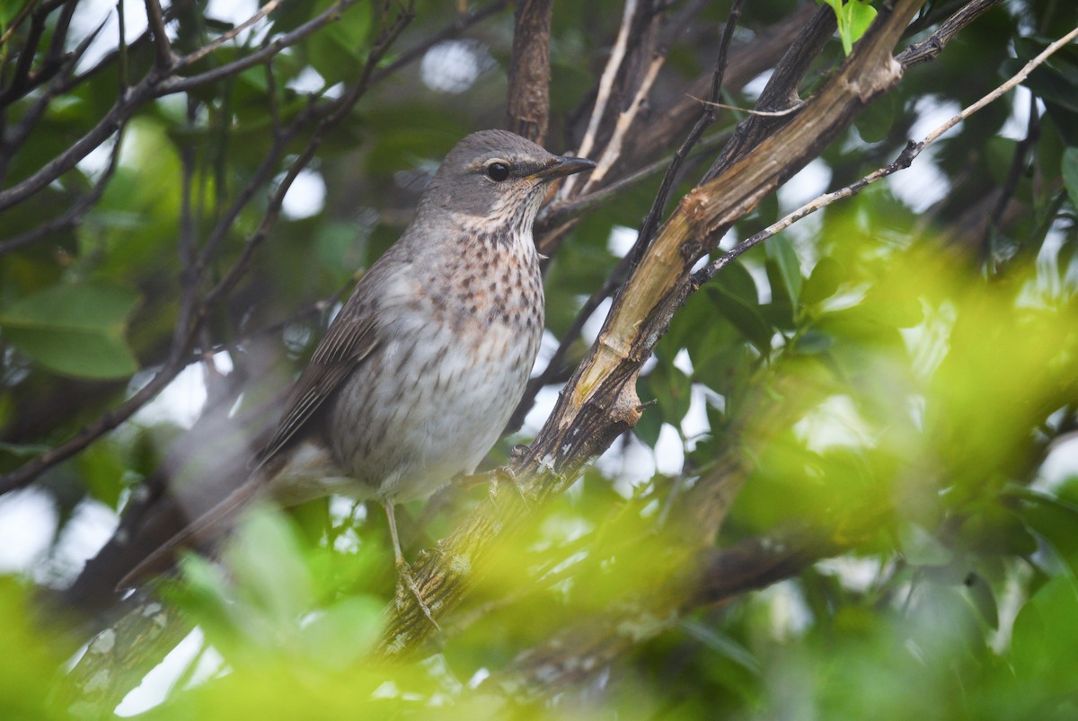 Red-throated Thrush - ML645929283