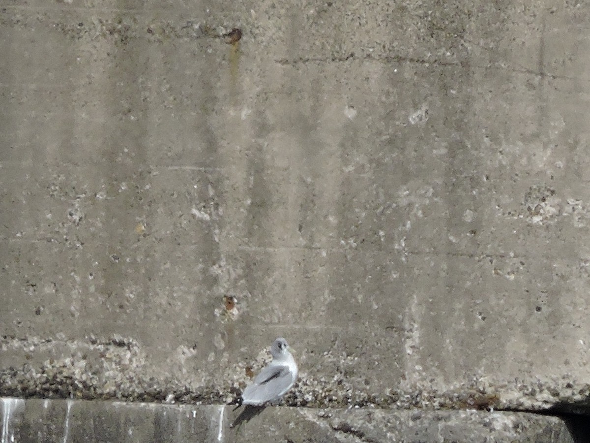 Black-legged Kittiwake - ML645929286