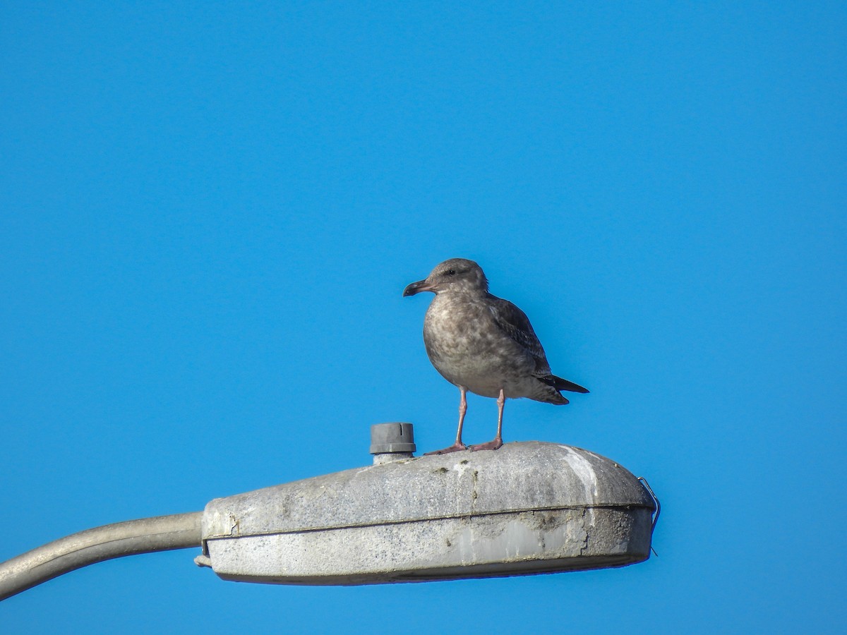 Мартин західний - ML645929287