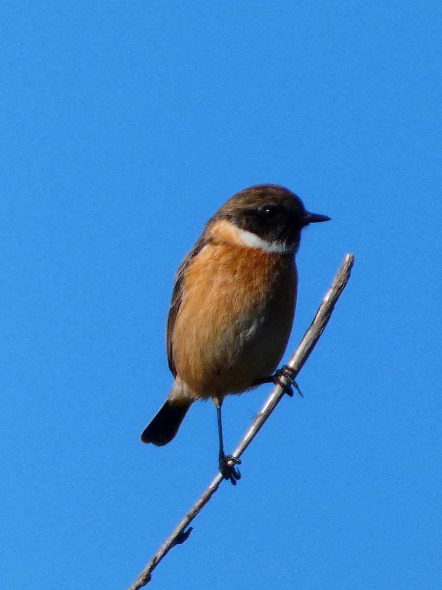 European Stonechat - ML645929288