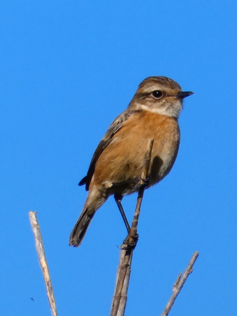 European Stonechat - ML645929289