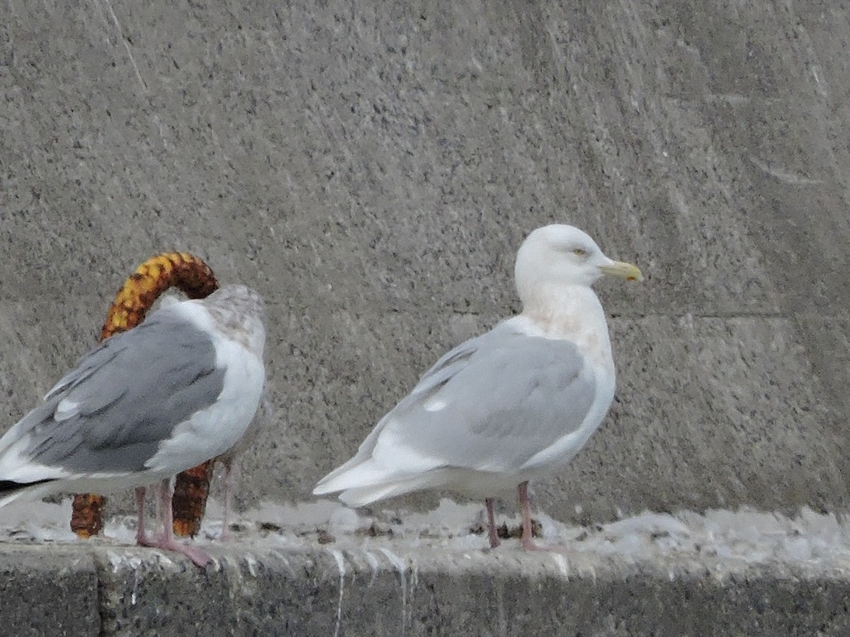 Glaucous Gull - ML645929296