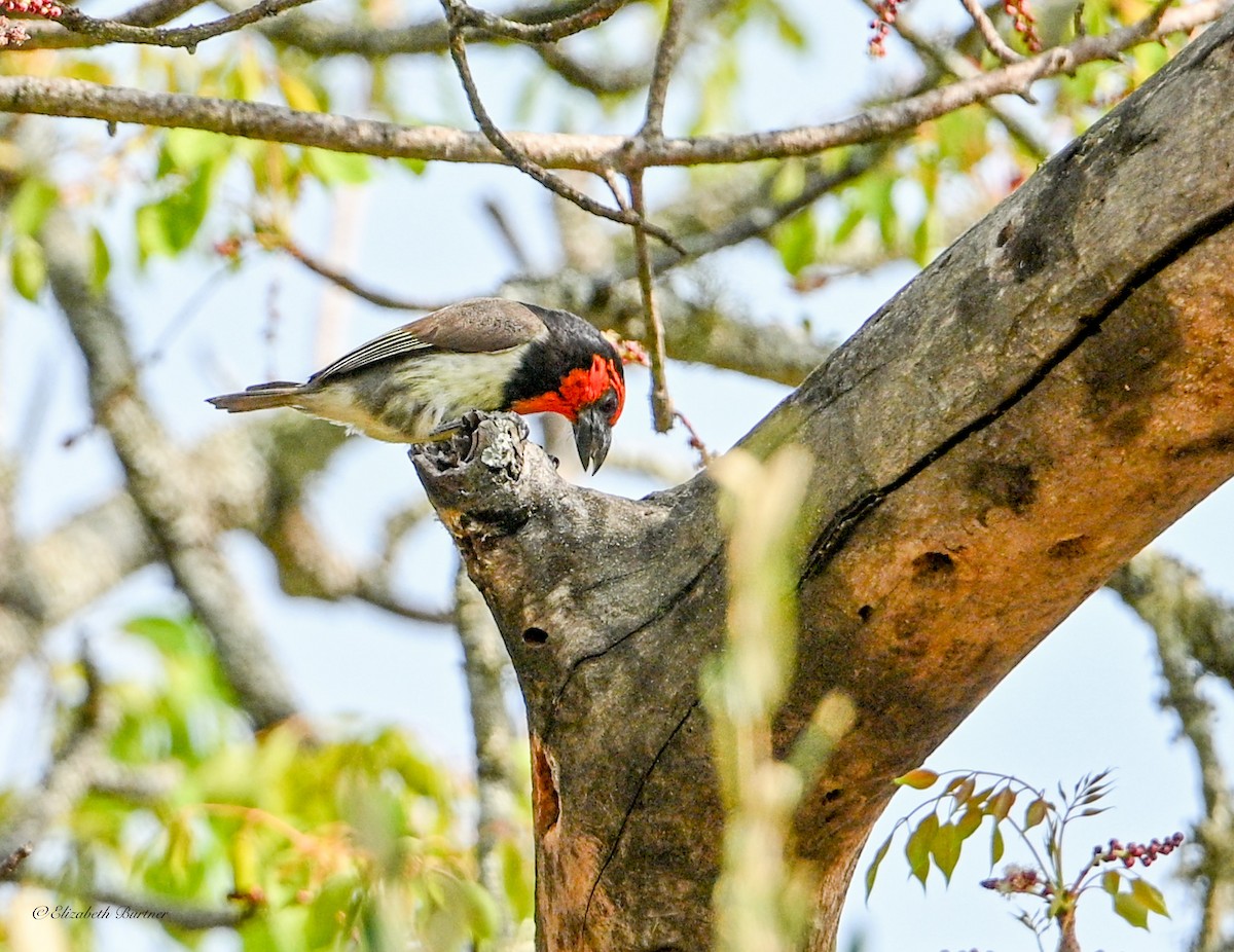 Black-collared Barbet - ML645929303