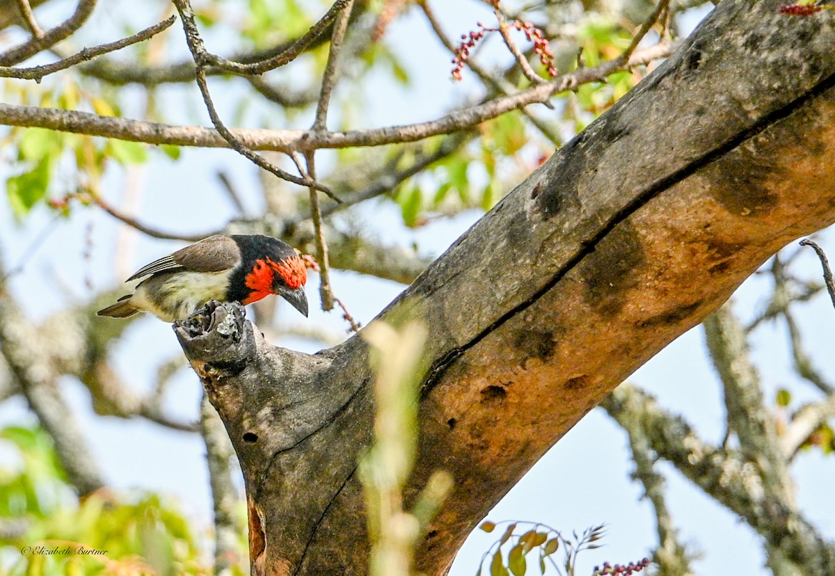 Black-collared Barbet - ML645929304