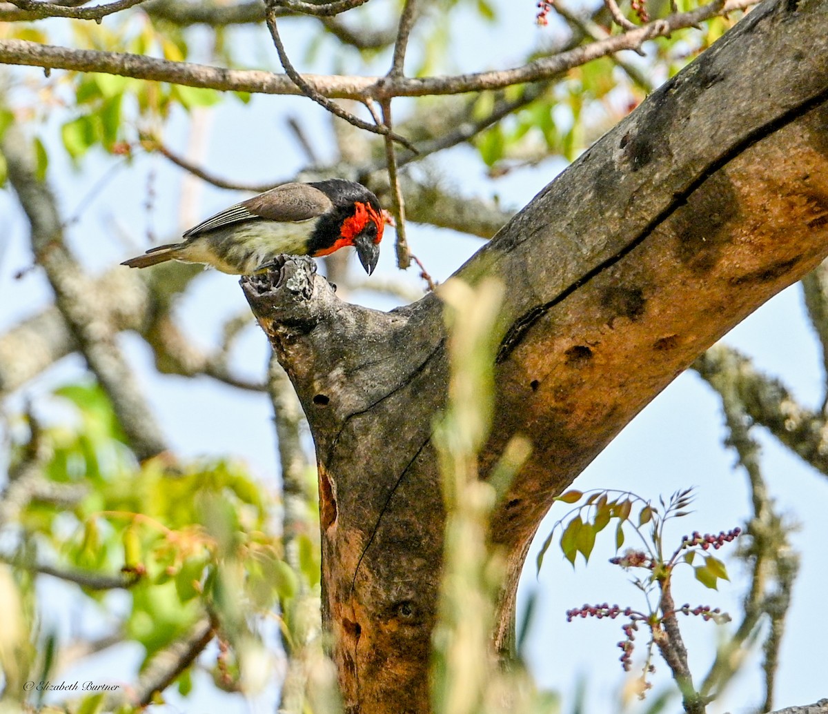 Black-collared Barbet - ML645929305