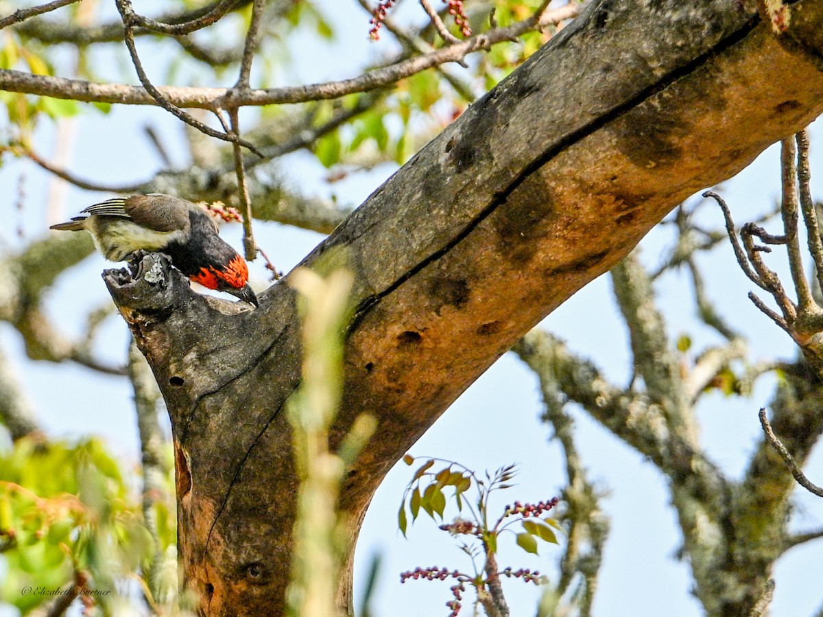 Black-collared Barbet - ML645929306