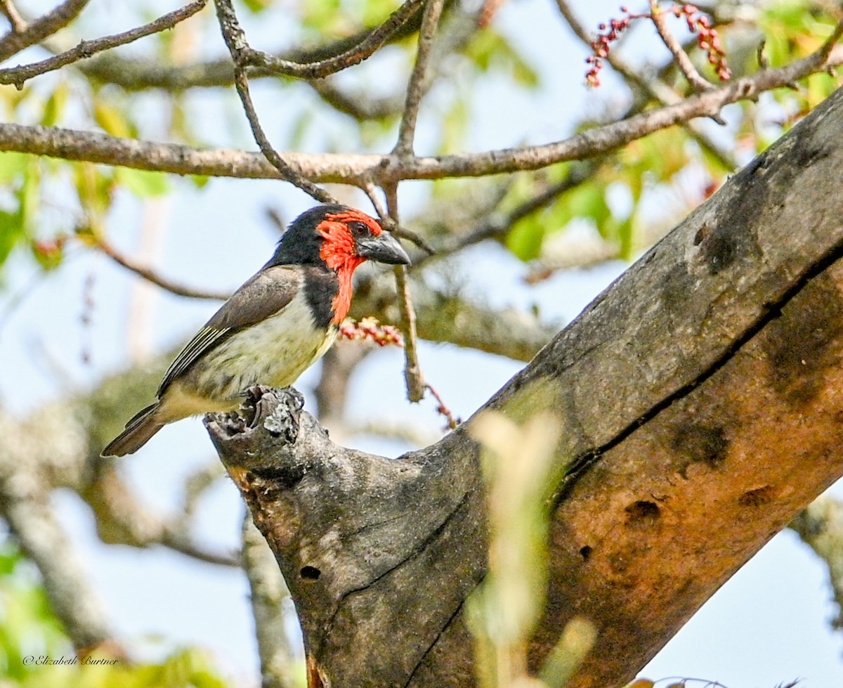 Black-collared Barbet - ML645929307
