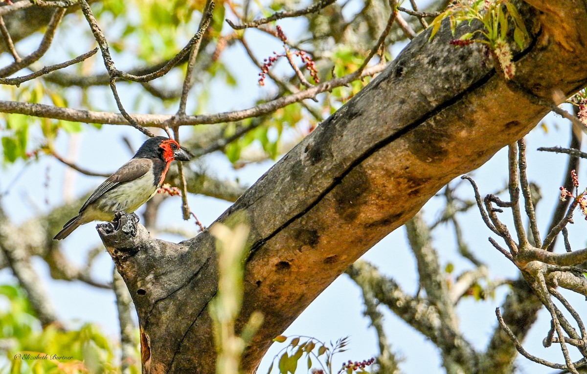 Black-collared Barbet - ML645929308