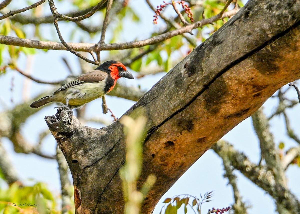 Black-collared Barbet - ML645929309