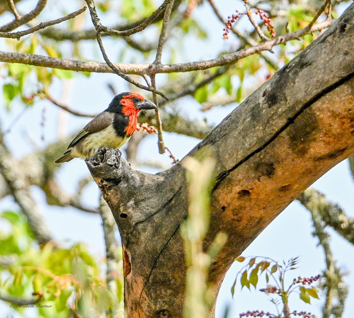 Black-collared Barbet - ML645929310