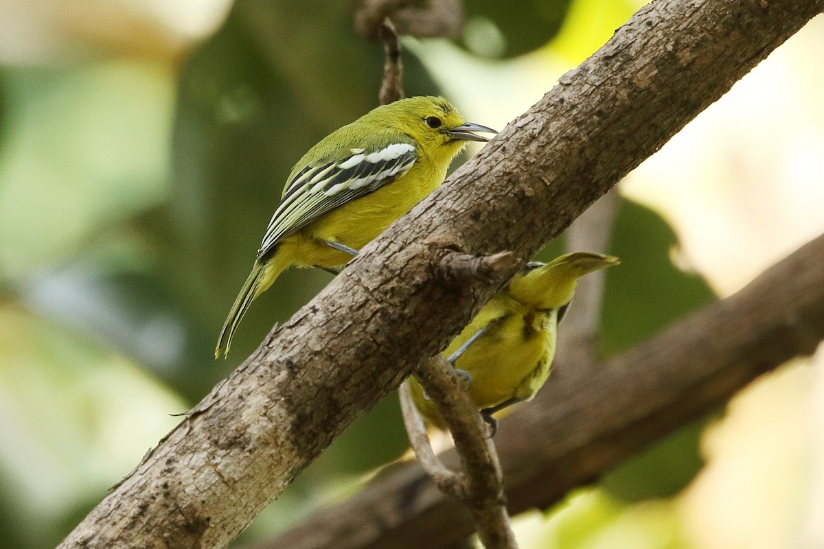 Common Iora - ML645929313