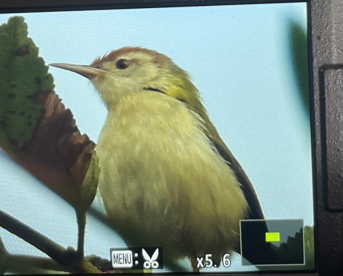 Common Tailorbird - ML645929314