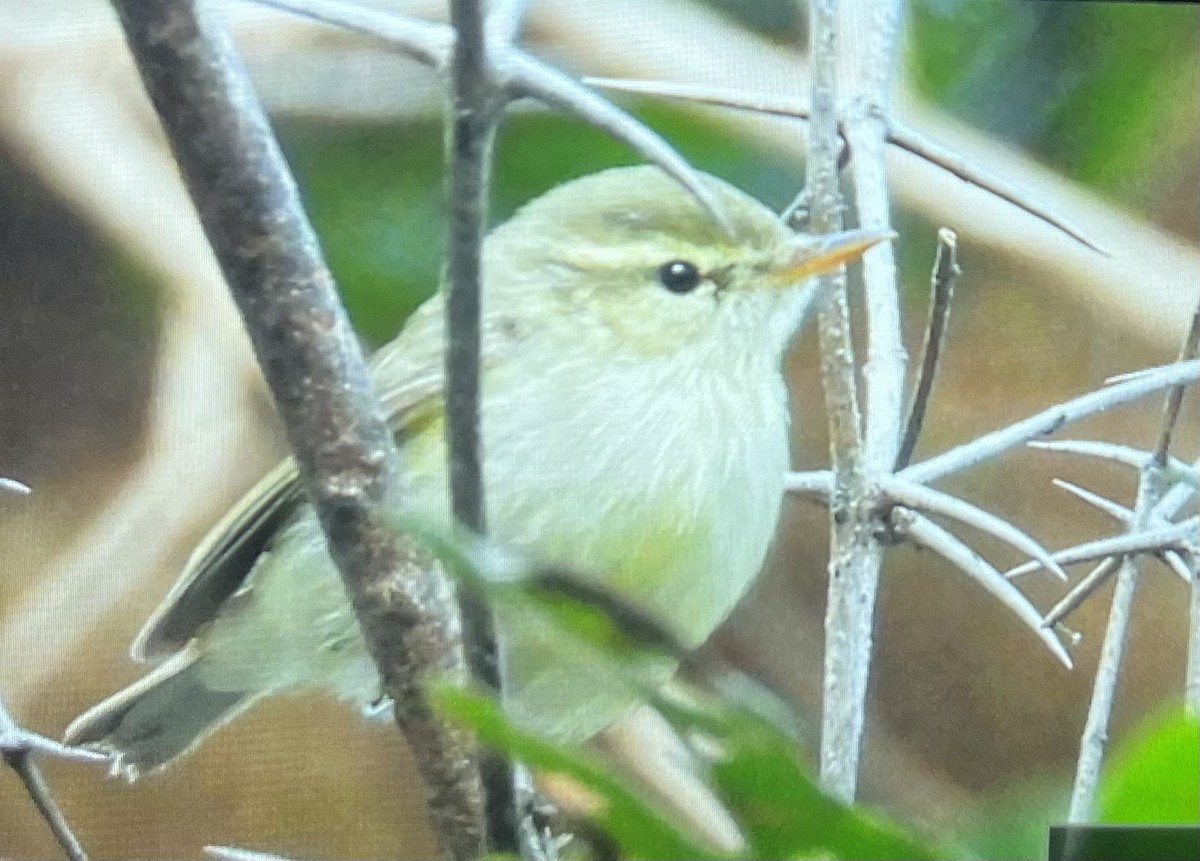 budníček zelený - ML645929315