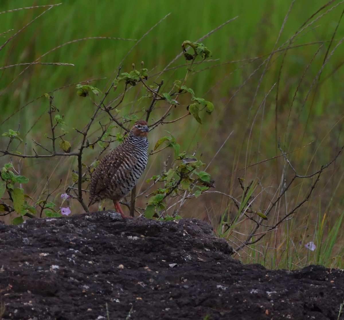 イワヤブウズラ - ML645929324