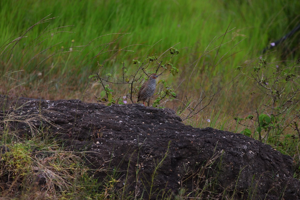 イワヤブウズラ - ML645929325