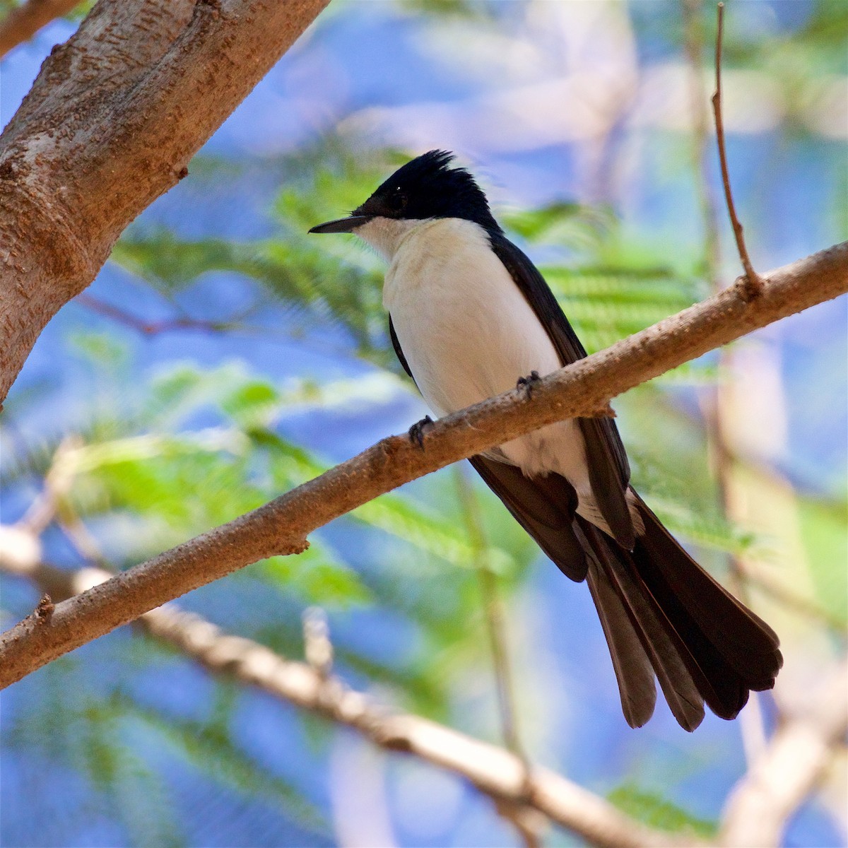 papirbarkmonark - ML645929333