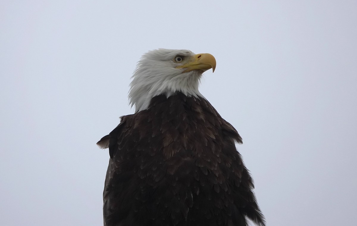 Bald Eagle - ML645929338