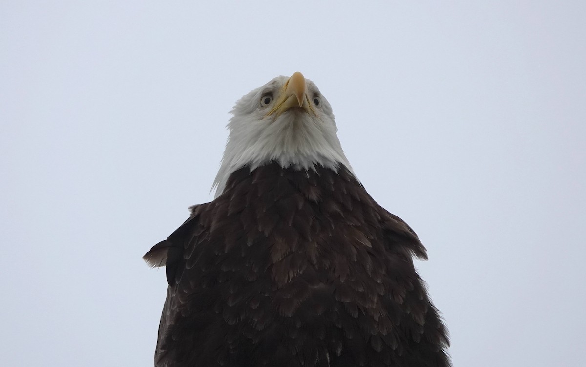 Bald Eagle - ML645929341