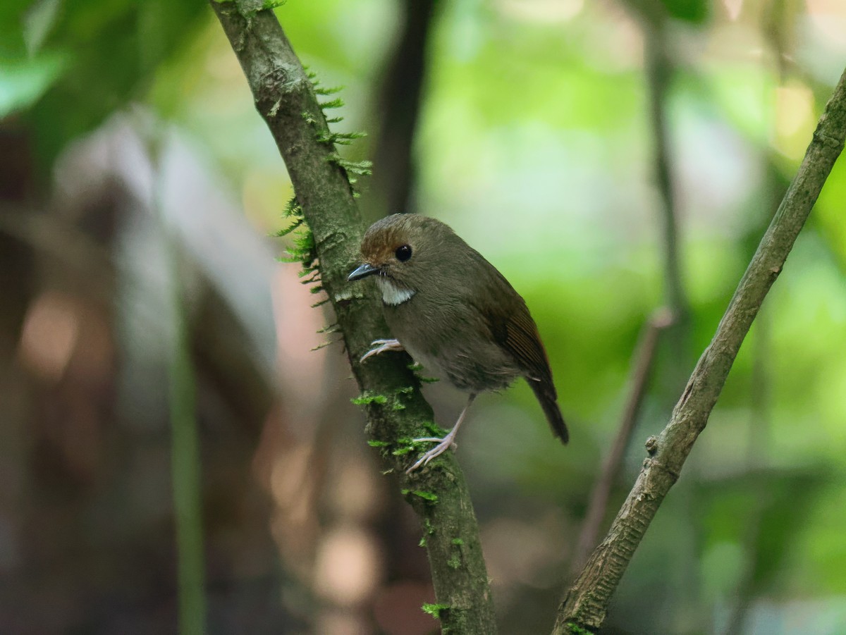 Gobemouche à face rousse - ML645929343