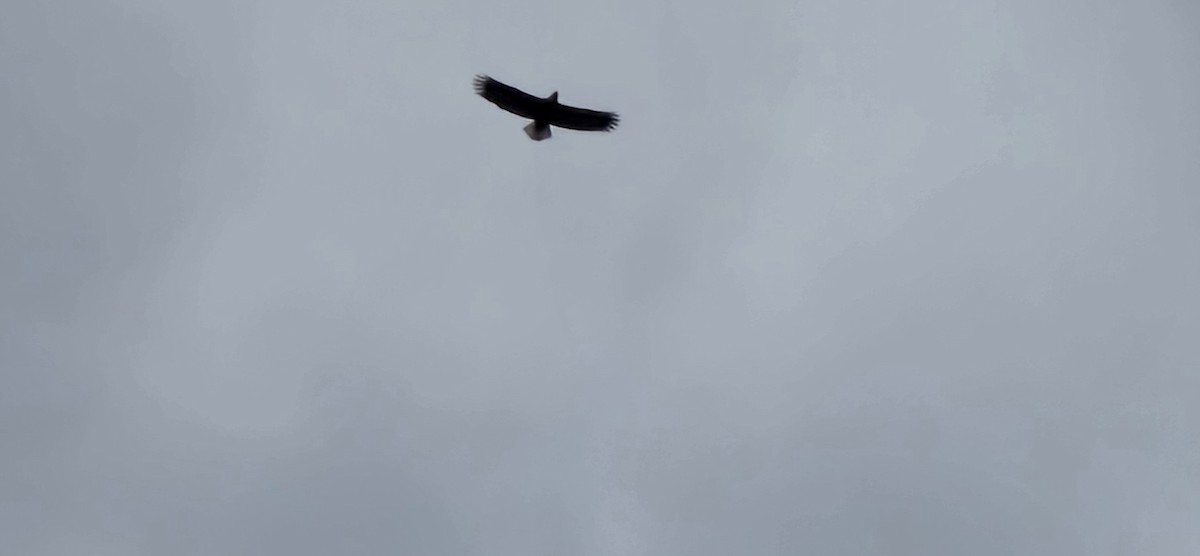 Bald Eagle - ML645929347