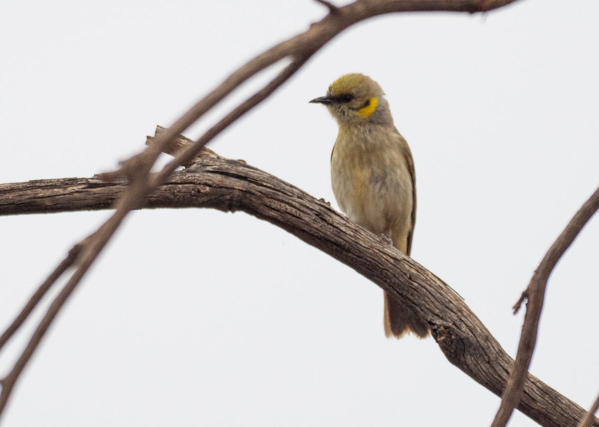 Yellow-plumed Honeyeater - ML645929351