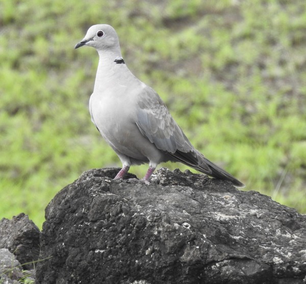 灰斑鳩 - ML645929364