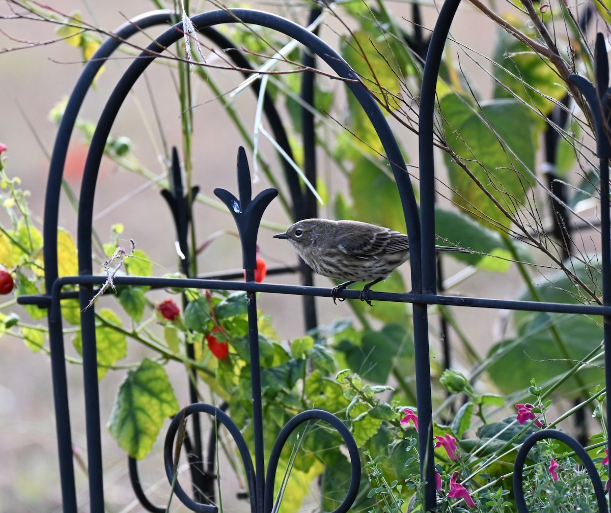 Yellow-rumped Warbler (Myrtle) - ML645929368