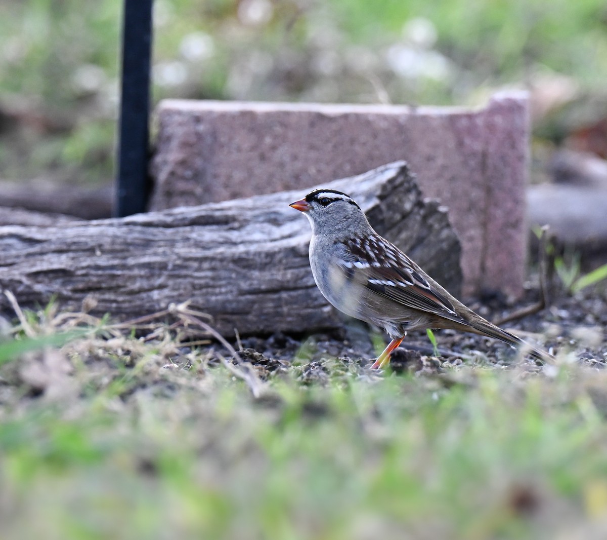 Белобровая овсянка - ML645929372