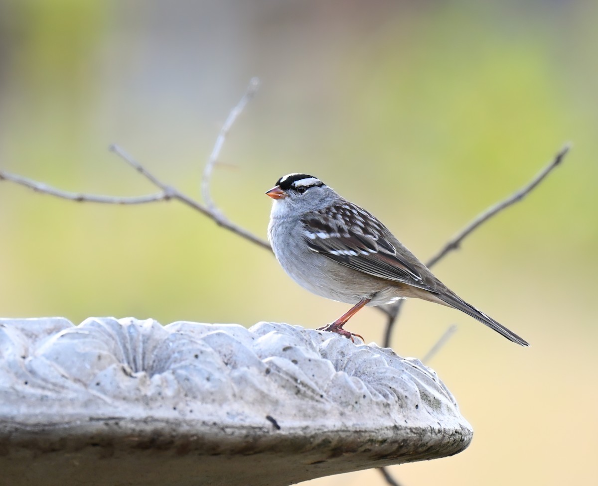 Белобровая овсянка - ML645929374