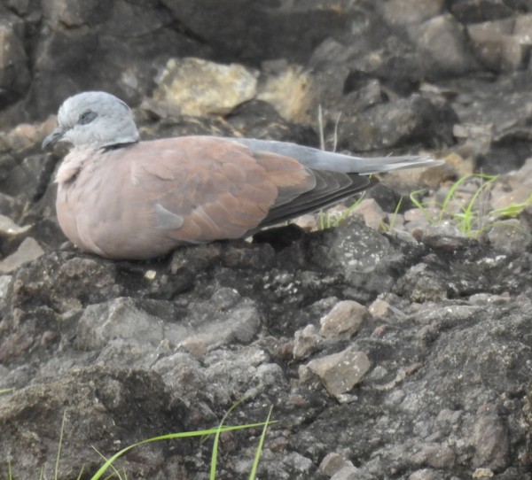 紅鳩 - ML645929378