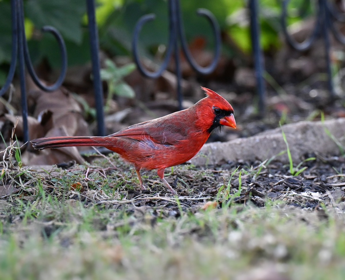 Cardinal rouge (groupe cardinalis) - ML645929382