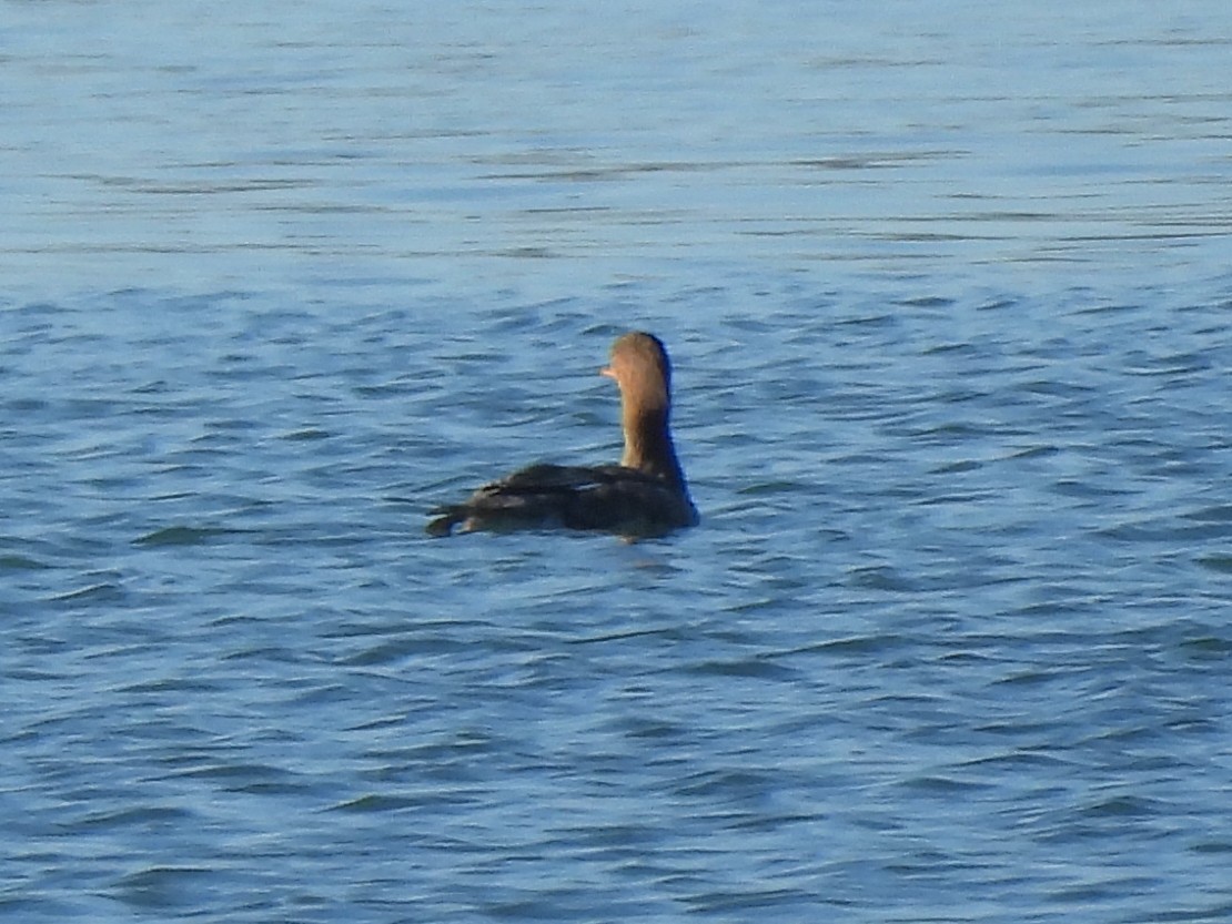 Red-breasted Merganser - ML645929383