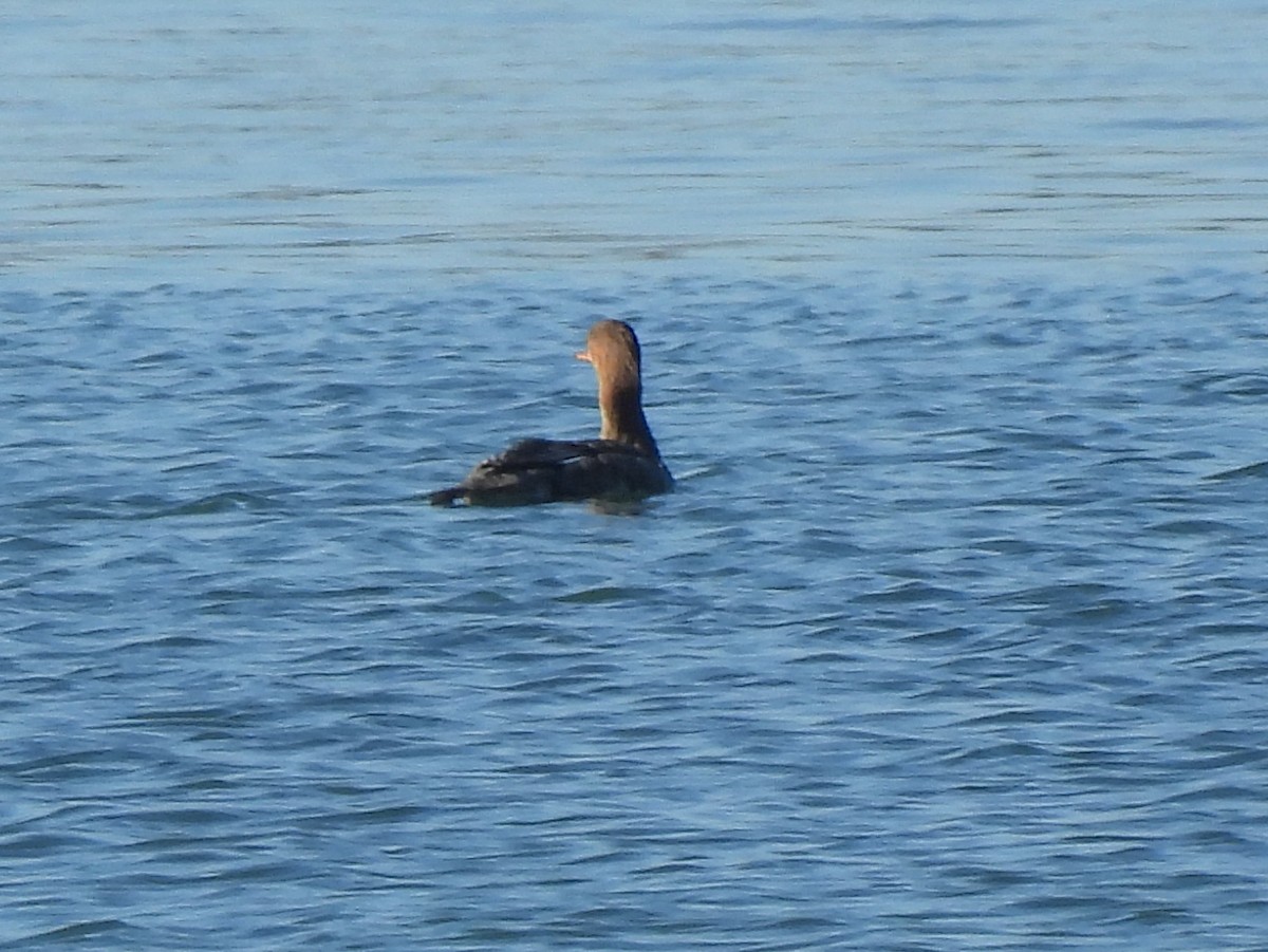 Red-breasted Merganser - ML645929385