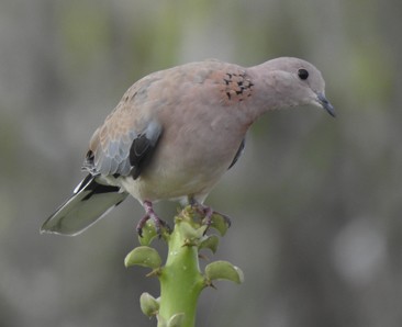 Laughing Dove - ML645929388