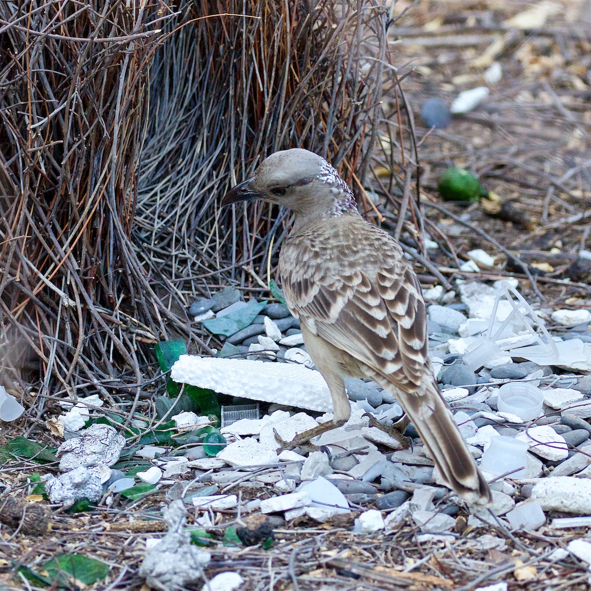 grågartner - ML645929389