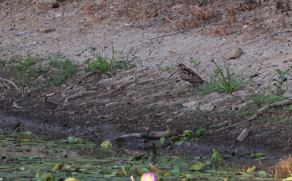 Latham's Snipe - ML645929392