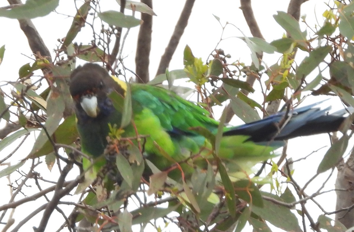 Australian Ringneck - ML645929394