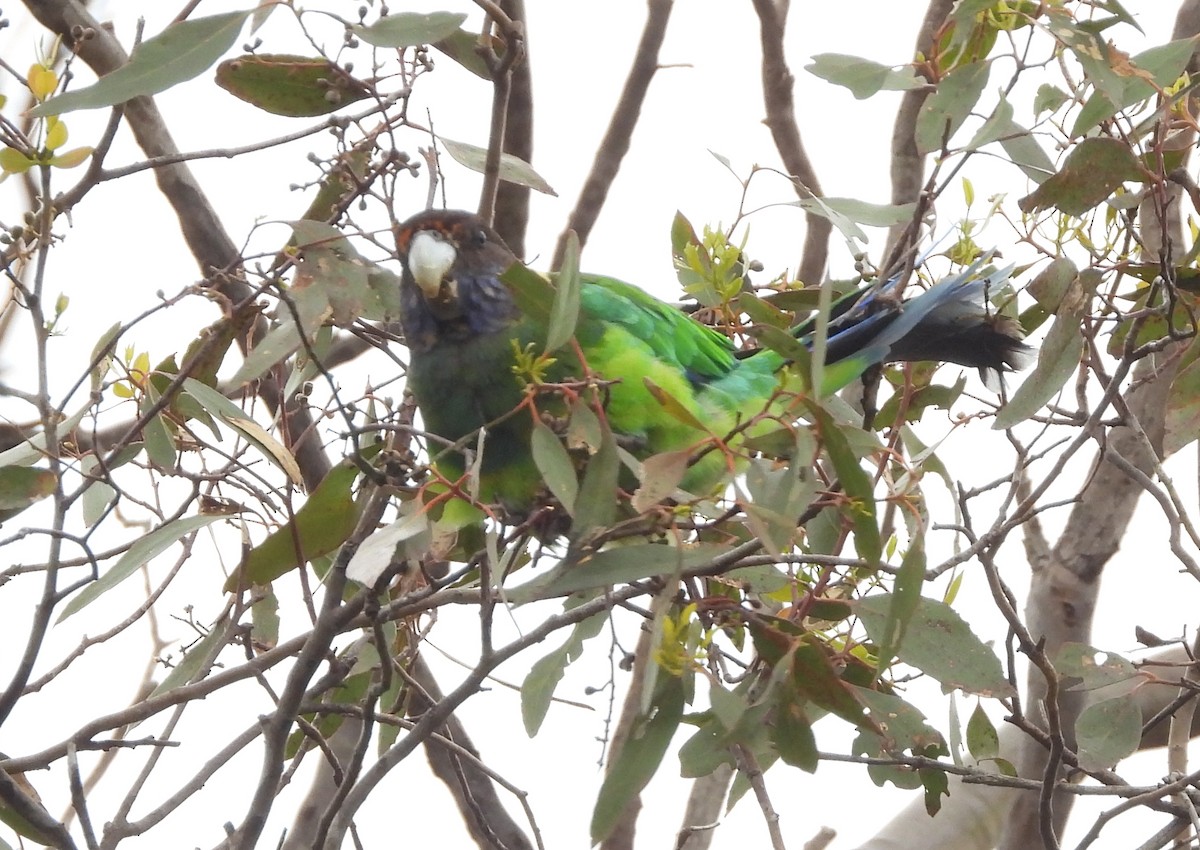 Australian Ringneck - ML645929395